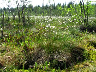Eriophorum vaginatum Kemi, Finland 03.06.2013