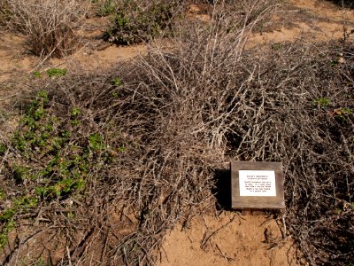 Eriogonum parvifolium winter