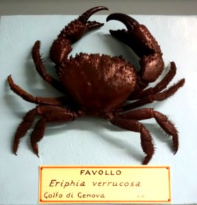 Eriphia verrucosa - Museo Civico di Storia Naturale Giacomo Doria - Genoa, Italy - DSC03231