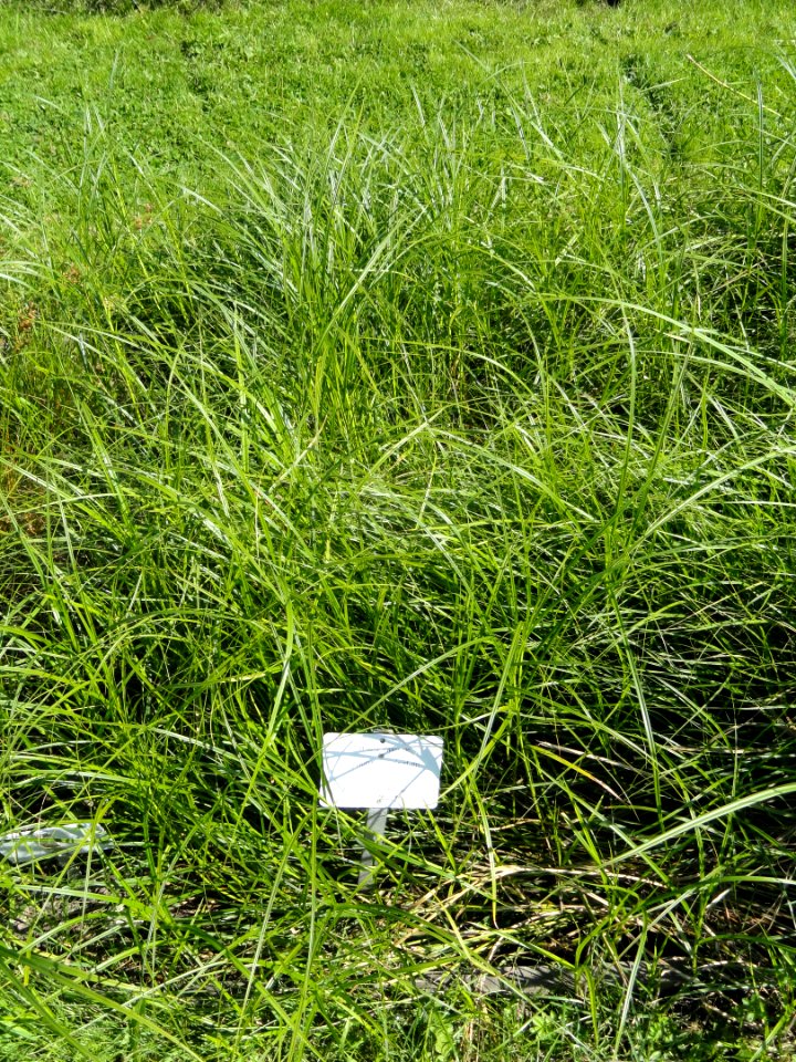 Eriophorum vaginatum - Botanical Garden in Kaisaniemi, Helsinki - DSC03524