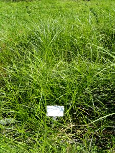 Eriophorum vaginatum - Botanical Garden in Kaisaniemi, Helsinki - DSC03524