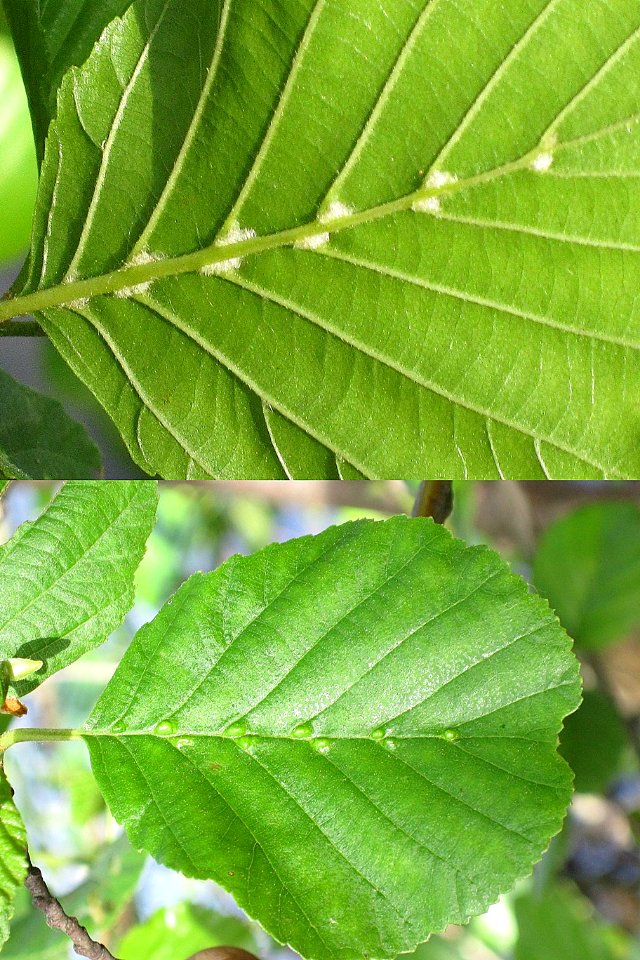Eriophyes inangulis (mite sp.) induced alder vein angle gall on Alnus (Alder), Arnhem, the Netherlands