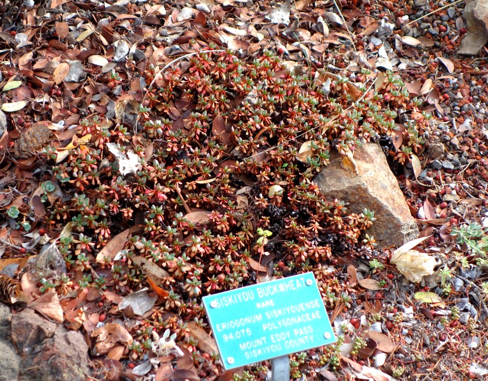 Eriogonum siskiyouense - Regional Parks Botanic Garden, Berkeley, CA - DSC04258