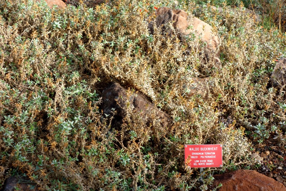 Eriogonum ternatum - Regional Parks Botanic Garden, Berkeley, CA - DSC04394