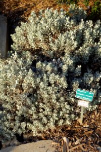 Eriogonum crocatum - San Luis Obispo Botanical Garden - DSC06040