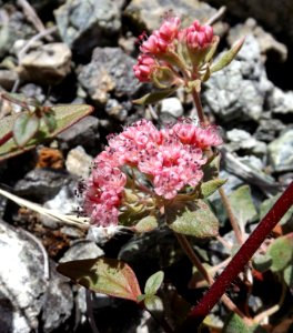 Eriogonum nervulosum