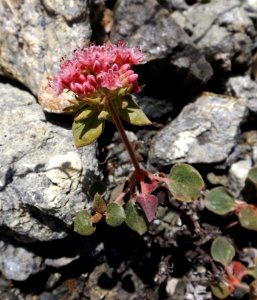 Eriogonum nervulosum 2