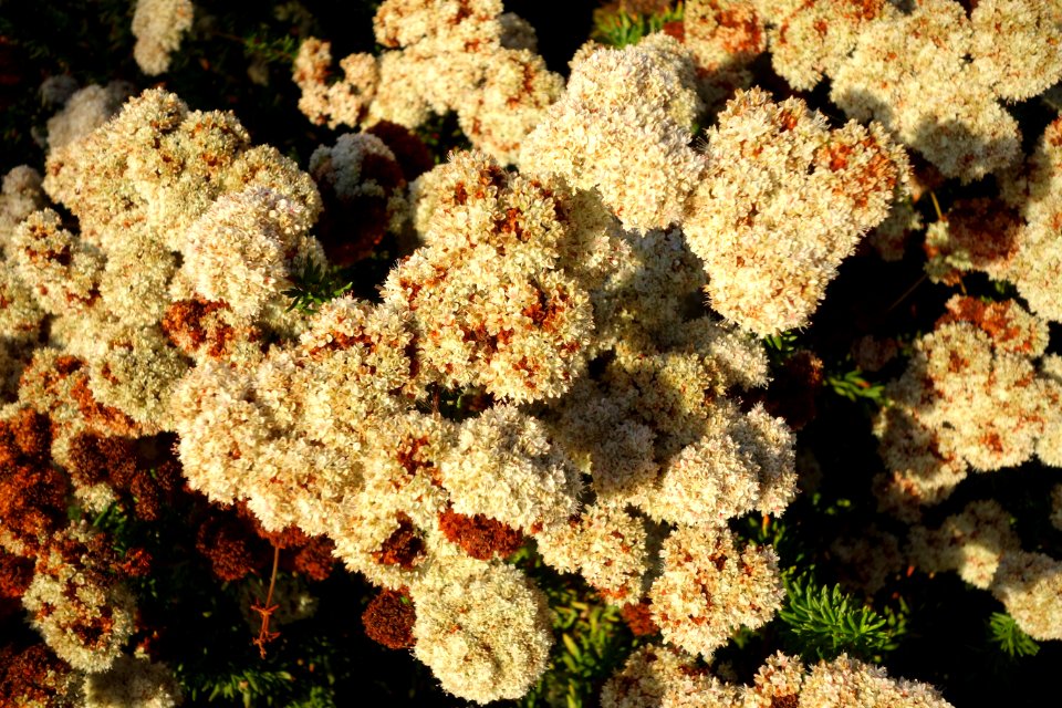 Eriogonum fasciculatum - San Luis Obispo Botanical Garden - DSC06037