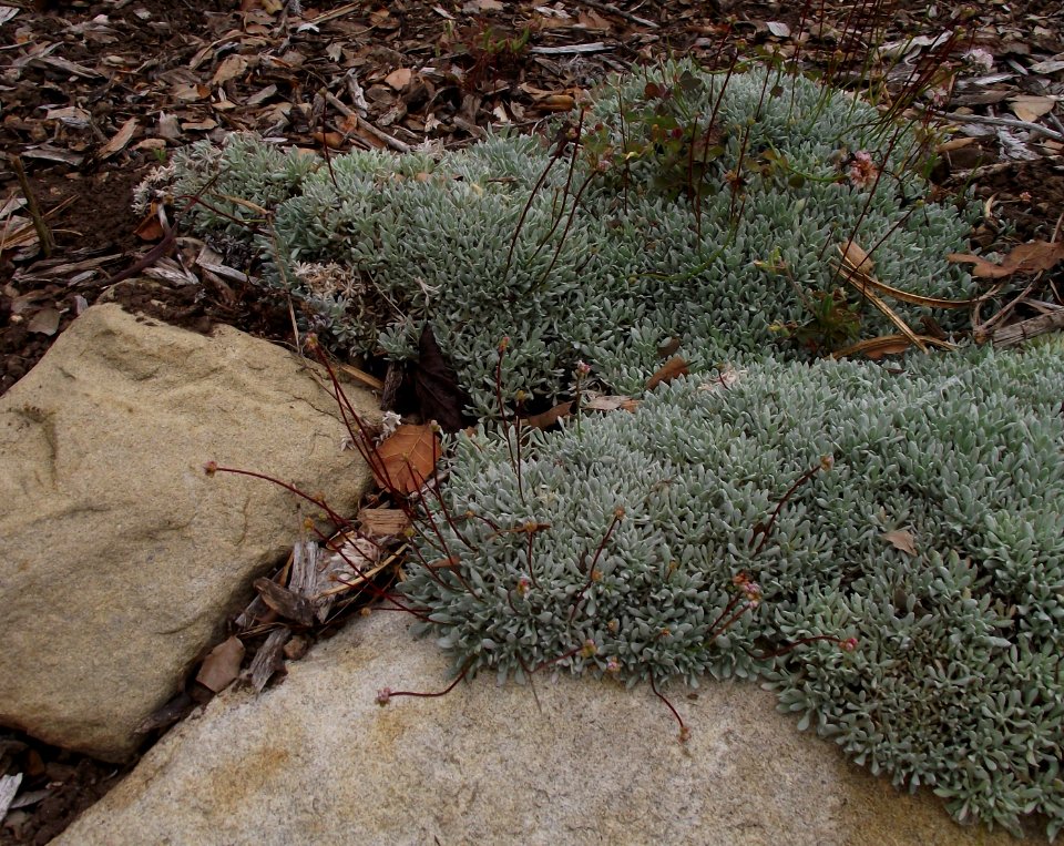Eriogonum kennedyi
