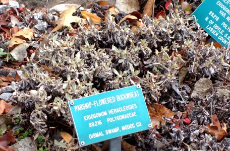 Eriogonum heracleoides - Regional Parks Botanic Garden, Berkeley, CA - DSC04262