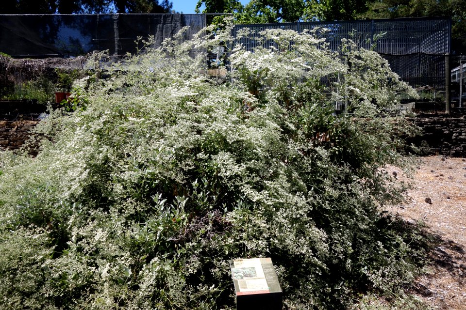 Eriogonum giganteum - UC Davis Arboretum - DSC03374