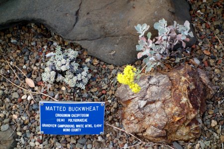 Eriogonum caespitosum - Regional Parks Botanic Garden, Berkeley, CA - DSC04476