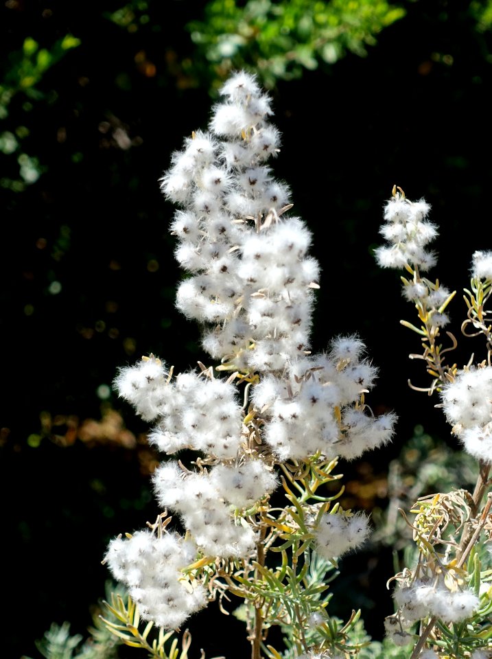 Eriocephalus africanus - Mildred E. Mathias Botanical Garden - University of California, Los Angeles - DSC02835