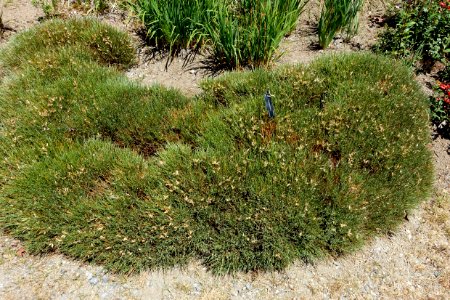 Erinacea anthyllis - UBC Botanical Garden - Vancouver, Canada - DSC08379