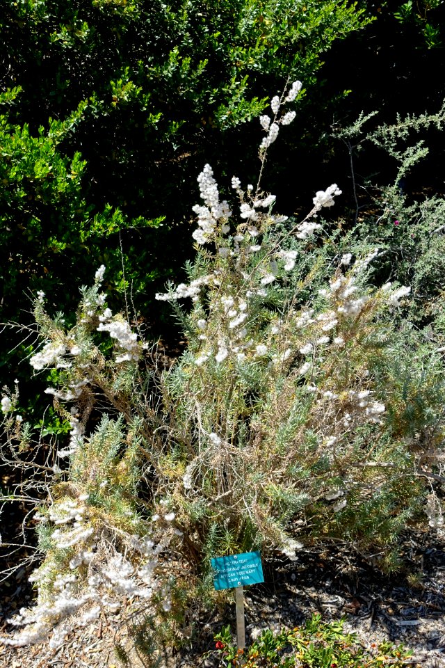 Eriocephalus africanus - Mildred E. Mathias Botanical Garden - University of California, Los Angeles - DSC02831