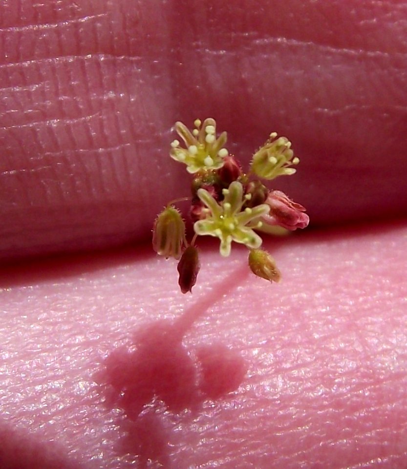 Eriogonumreniforme1