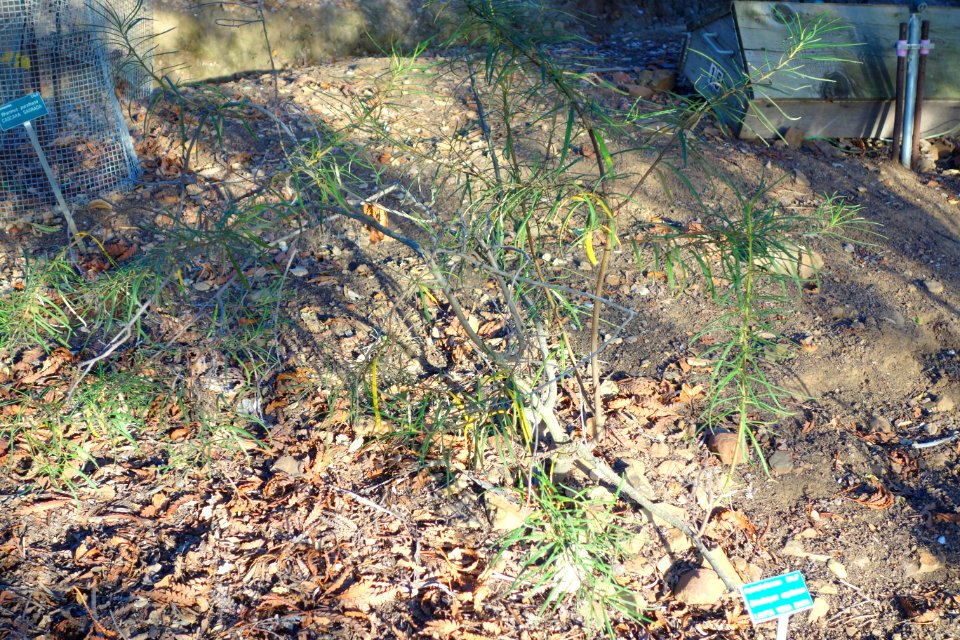 Eriodictyon capitatum - San Luis Obispo Botanical Garden - DSC06078