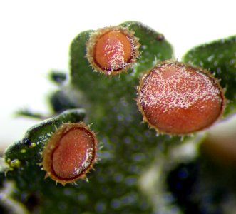 Erioderma leylandii 95152801