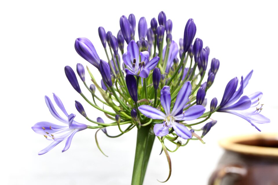 Bloom love flower flower