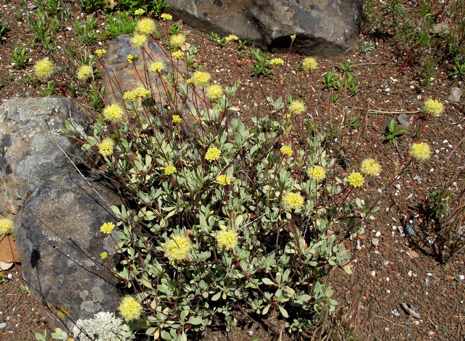 Eriogonum prattenianum avium