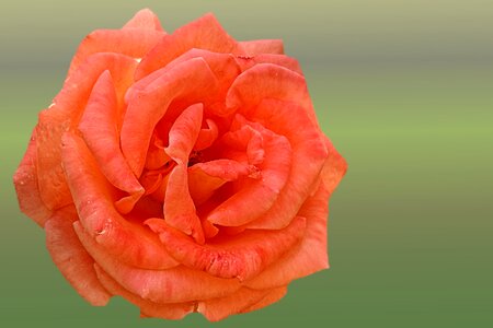 Rose blooms blossom bloom