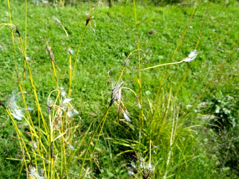 Eriophorum angustifolium - Botanical Garden in Kaisaniemi, Helsinki - DSC03528