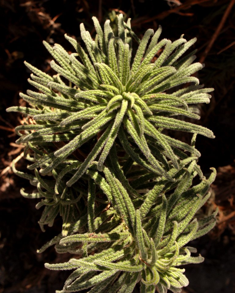 Eriodictyon parryi aka Turricula parryi, Poodle Dog Bush, without flowers 2014-11-10