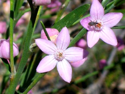 Eriostemon australasius & weevil Towlers Track