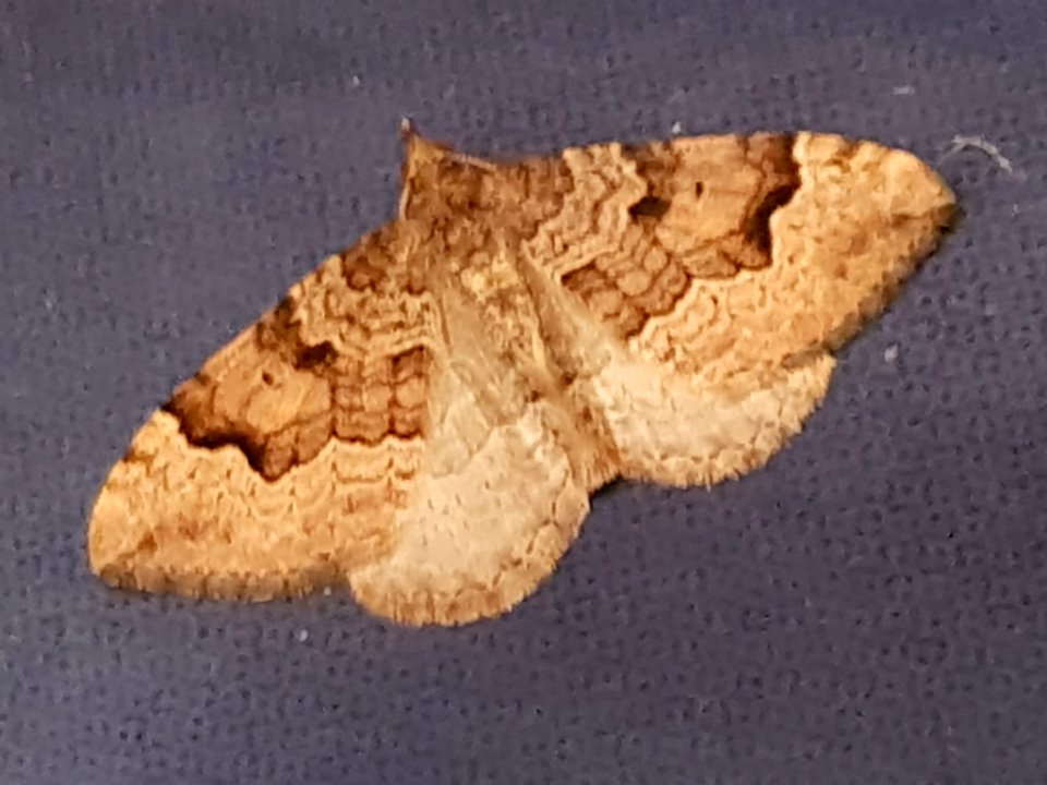 Epyaxa rosearia 58066516