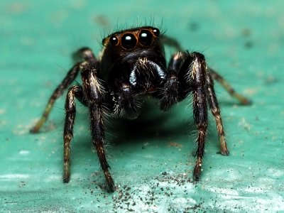 Eris militaris male 02