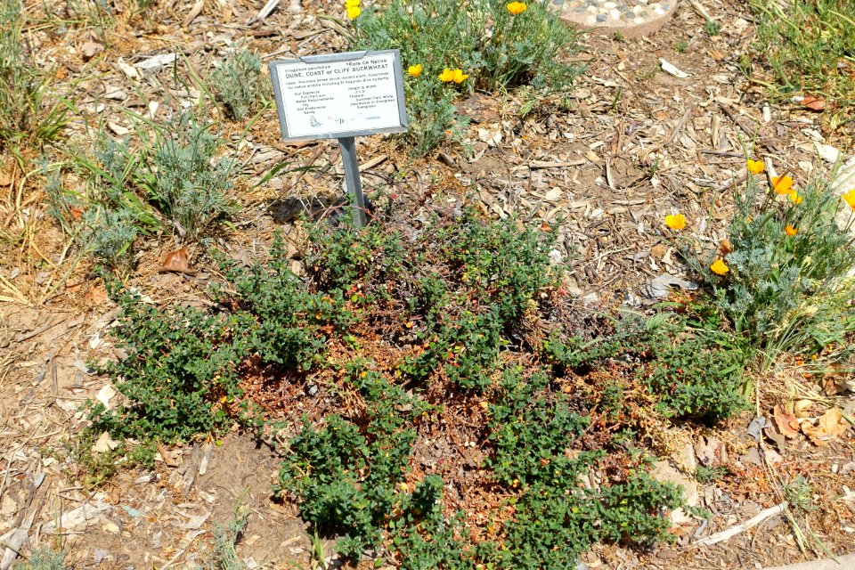Eriogonum parvifolium - Manhattan Beach Botanical Garden - Manhattan Beach, CA - DSC01266