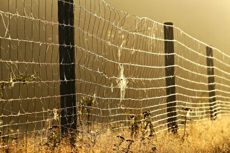 Spider webs grass mood photo