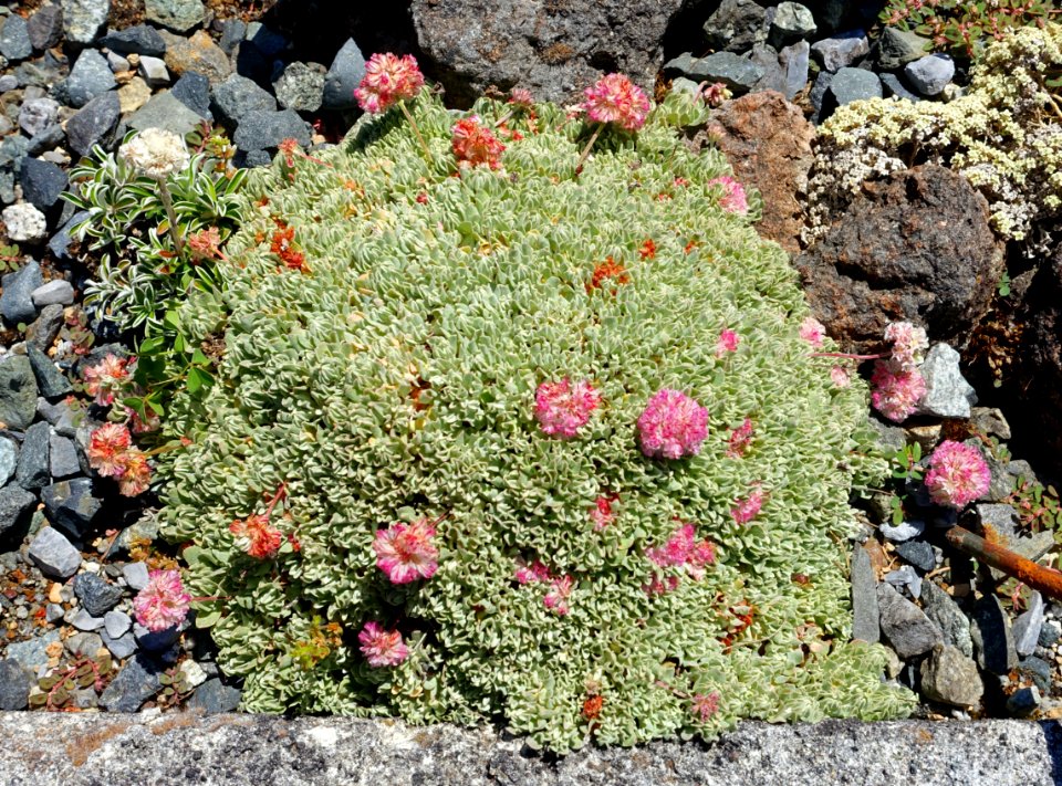 Eriogonum ovalifolium - UBC Botanical Garden - Vancouver, Canada - DSC08349