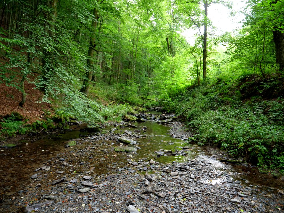 Erkensruhr near Hirschrott 06