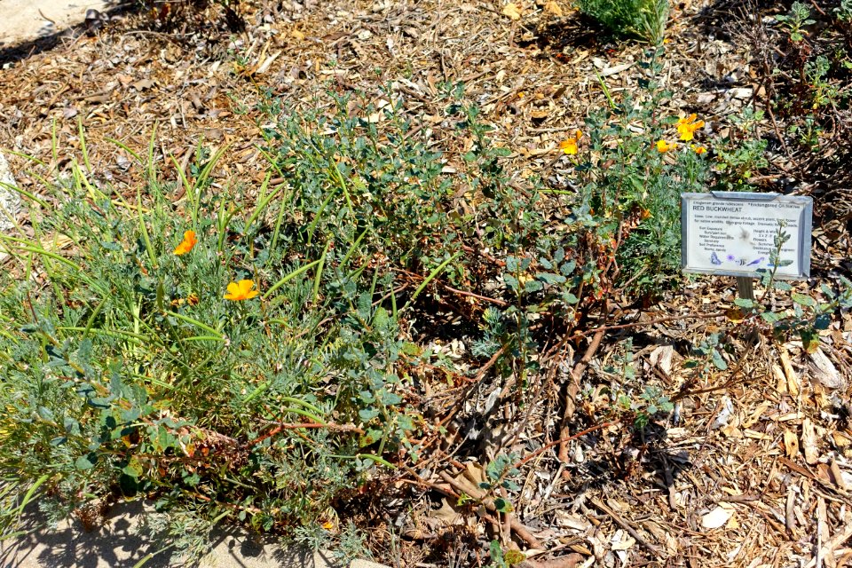Eriogonum grande var. rubescens - Manhattan Beach Botanical Garden - Manhattan Beach, CA - DSC01300