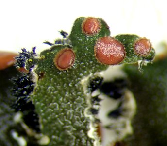 Erioderma leylandii 95152804