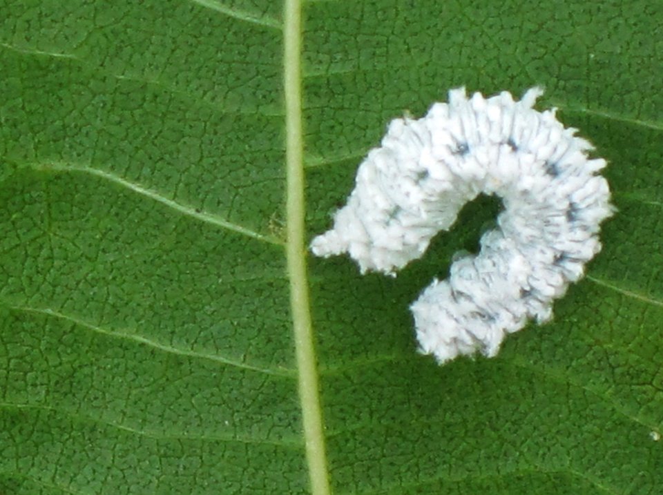 Eriocampa ovata (Woolly Alder Sawfly) larva, Arnhem, the Netherlands