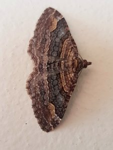 Epyaxa lucidata 57989323
