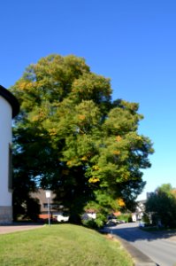 Erlaheim, Linde an der Kirche (1)