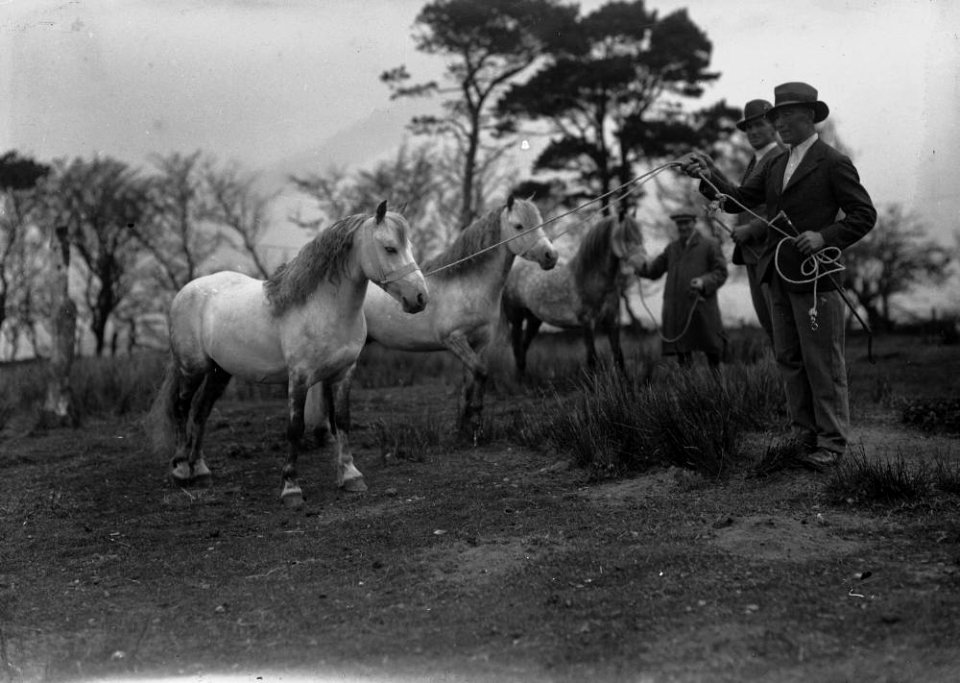 Eppynt premium stallions 1938 (1294328)