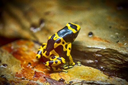 Animals nature yellow