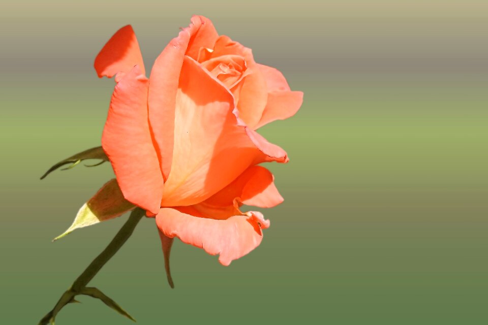 Rose blooms blossom bloom