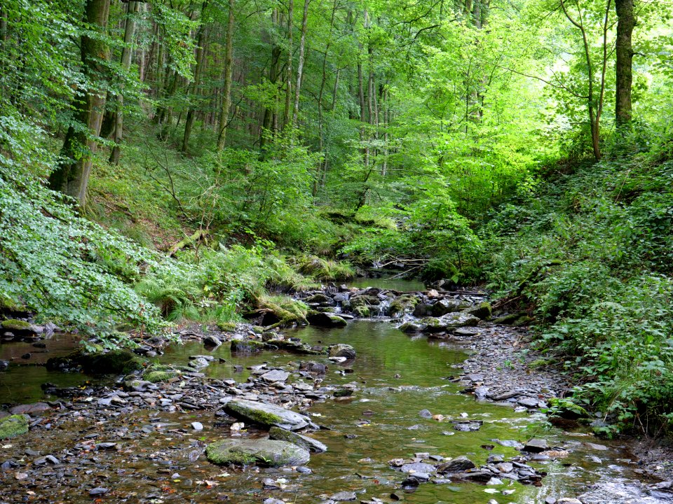 Erkensruhr near Hirschrott 05