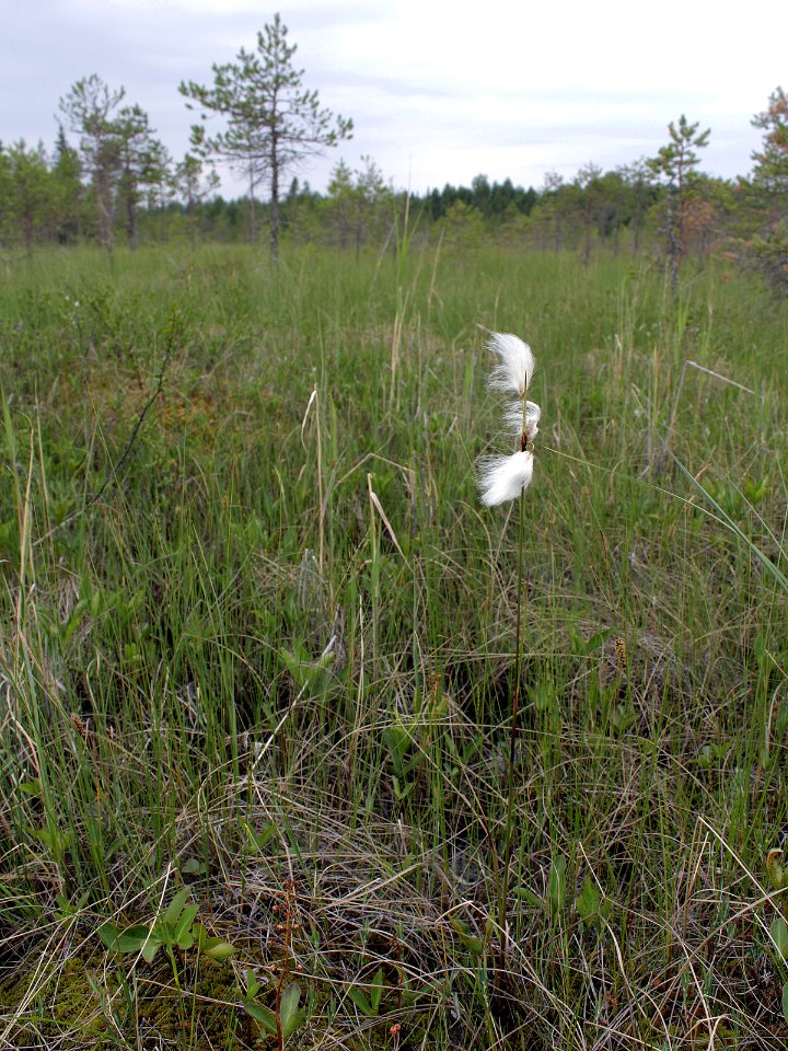 Eriophorum angustifolium Kiiminki, Finland 25.06.2013