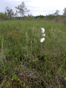 Eriophorum angustifolium Kiiminki, Finland 25.06.2013