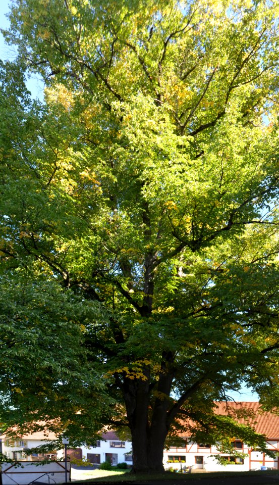 Erlaheim, Linde an der Kirche (2)