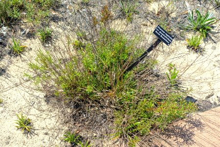 Eriogonum longifolium var. gnaphalifolium - Bok Tower Gardens - DSC02181