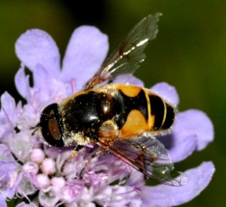 Eristalis-lineata-03-fws