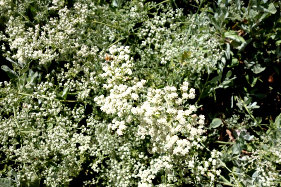 Eriogonum giganteum - UC Davis Arboretum - DSC03379