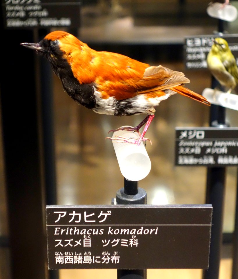 Erithacus komadori - National Museum of Nature and Science, Tokyo - DSC07033